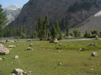 meadow