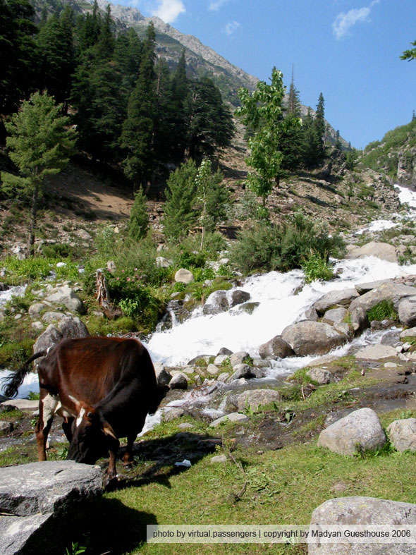 cow