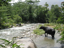 buffalo