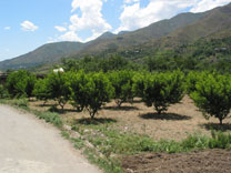 fields